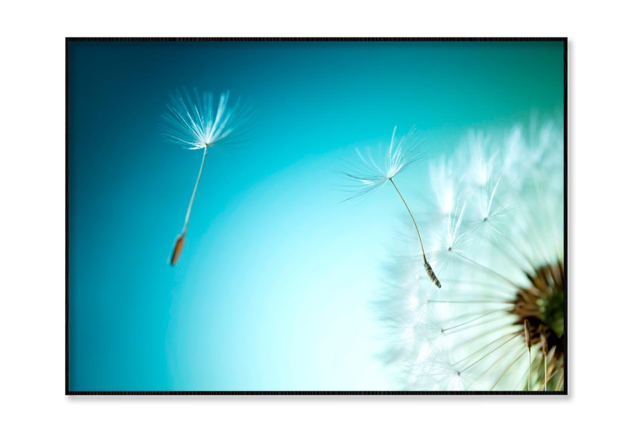 Dandelion Blowing in The Wind with A Blue Sky  Home Decor Premium Quality Poster Print Choose Your Sizes