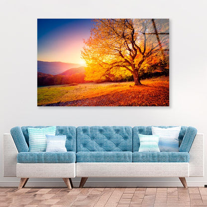 Alone Beech Tree on A Hill Slope with Sunny Acrylic Glass Print Tempered Glass Wall Art 100% Made in Australia Ready to Hang