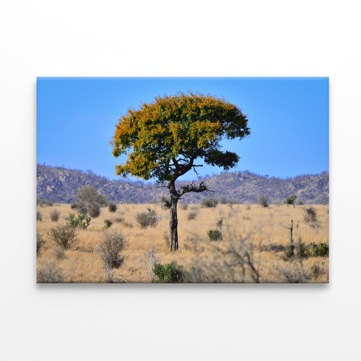 A Tree Standing In the Grasslands in South Africa Print 100% Australian Made