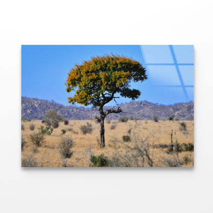 A Tree Standing In the Grasslands in South Africa Acrylic Glass Print Tempered Glass Wall Art 100% Made in Australia Ready to Hang