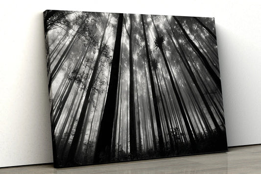 Black and White Noir Forest UV Direct Aluminum Print Australian Made Quality