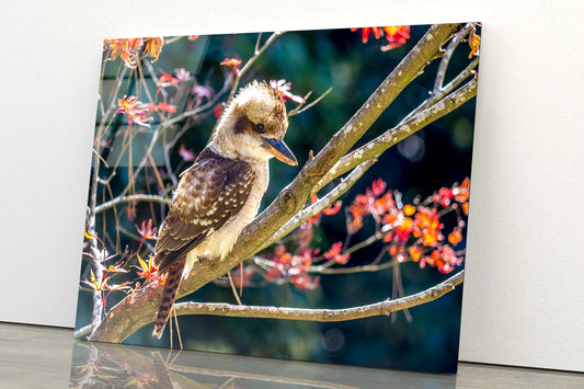 Bird On Branch Red with Flower Acrylic Glass Print Tempered Glass Wall Art 100% Made in Australia Ready to Hang