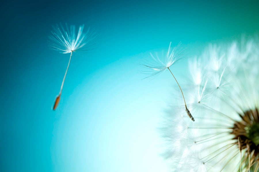 Dandelion Blowing in The Wind with A Blue Sky Acrylic Glass Print Tempered Glass Wall Art 100% Made in Australia Ready to Hang