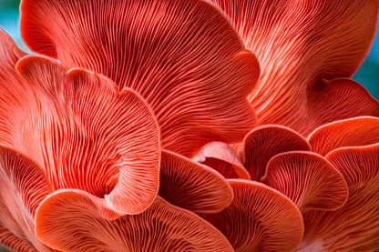 Close Up of a Red Mushroom Wall Art Decor 100% Australian Made