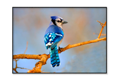 Lue Jay Sitting on A Tree Branch Home Decor Premium Quality Poster Print Choose Your Sizes