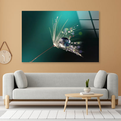 Water Droplet on Common Dandelion Acrylic Glass Print Tempered Glass Wall Art 100% Made in Australia Ready to Hang