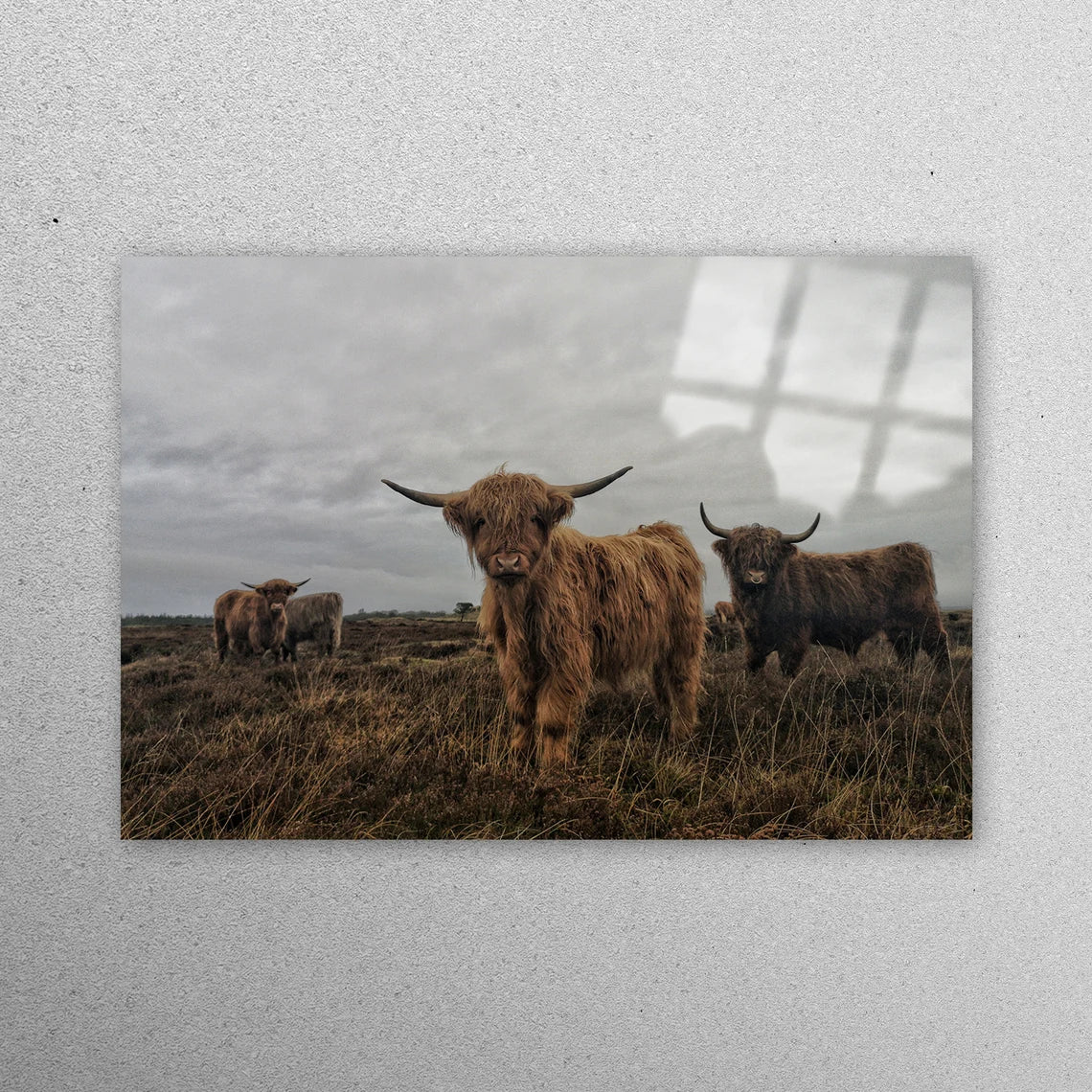 Highland Cow, Wildlife Acrylic Glass Print Tempered Glass Wall Art 100% Made in Australia Ready to Hang