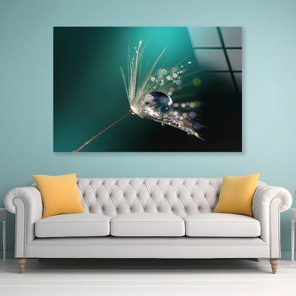 Water Droplet on Common Dandelion Acrylic Glass Print Tempered Glass Wall Art 100% Made in Australia Ready to Hang