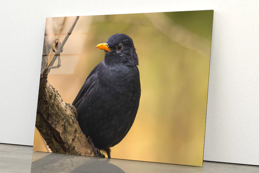 Common Eurasian Blackbird Resting Acrylic Glass Print Tempered Glass Wall Art 100% Made in Australia Ready to Hang