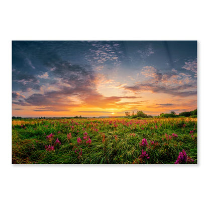 Sun Set Landscape with A Wild Field Full of Purple Flowers Acrylic Glass Print Tempered Glass Wall Art 100% Made in Australia Ready to Hang