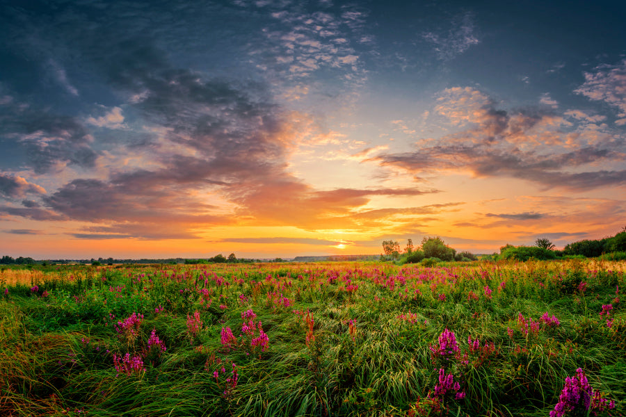 Sun Set Landscape with A Wild Field Full of Purple Flowers Wall Art Decor 100% Australian Made