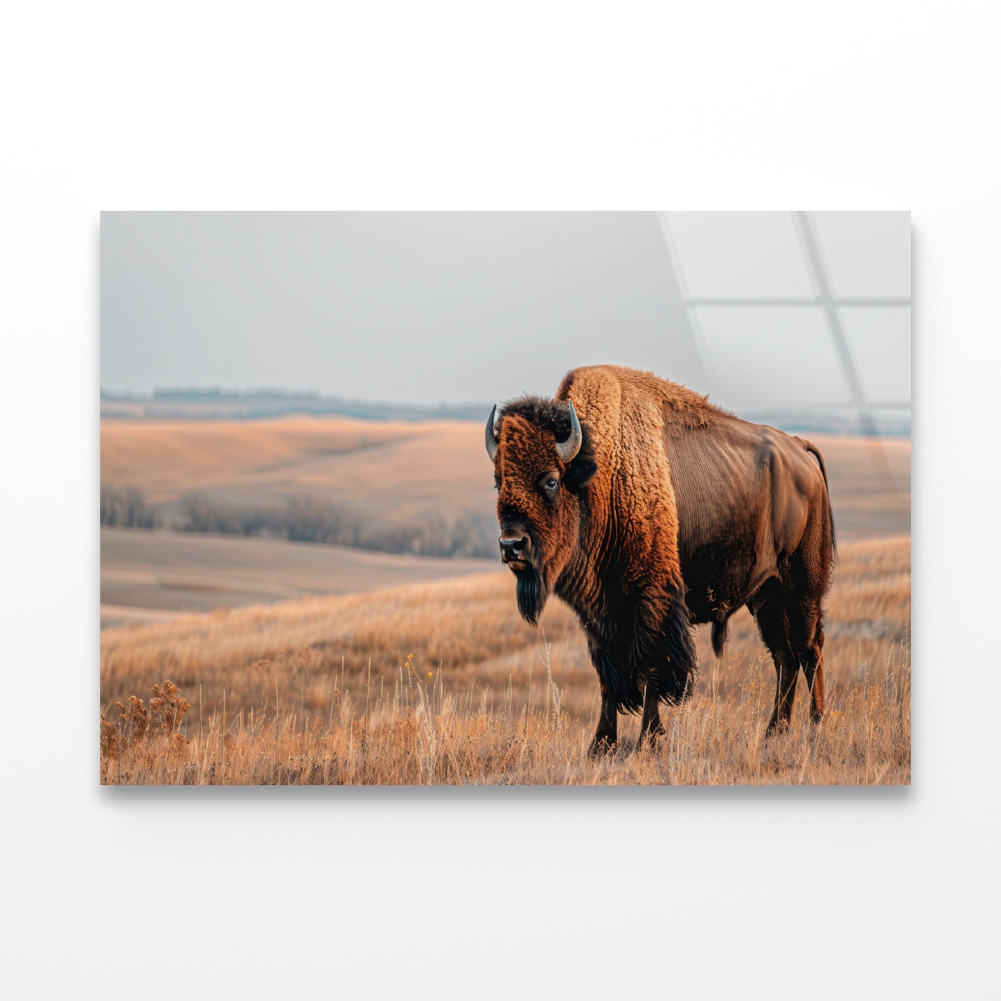 A Bison Standing In a Grassy Field View Acrylic Glass Print Tempered Glass Wall Art 100% Made in Australia Ready to Hang