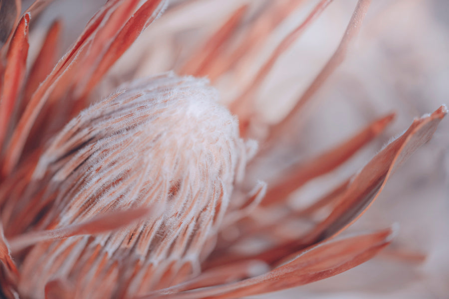 Dried Protea Plant. Floral Background Acrylic Glass Print Tempered Glass Wall Art 100% Made in Australia Ready to Hang