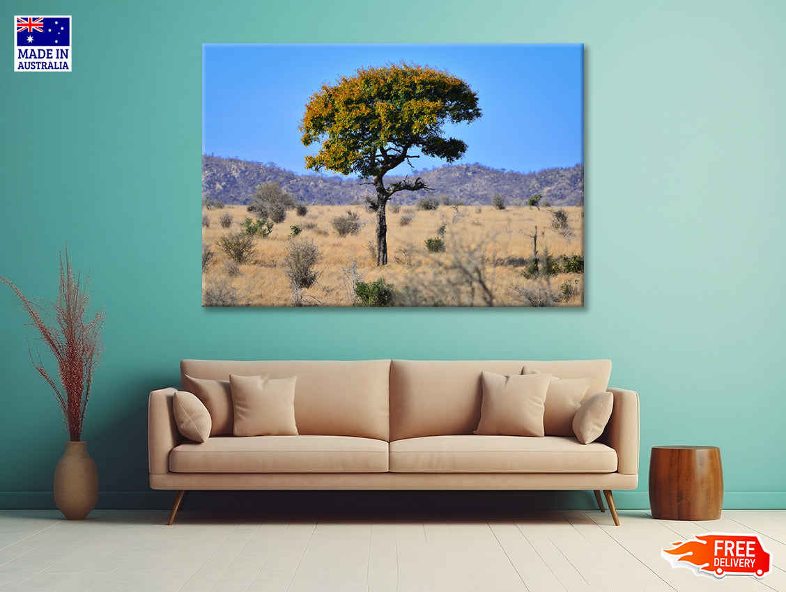 A Tree Standing In the Grasslands in South Africa Print 100% Australian Made