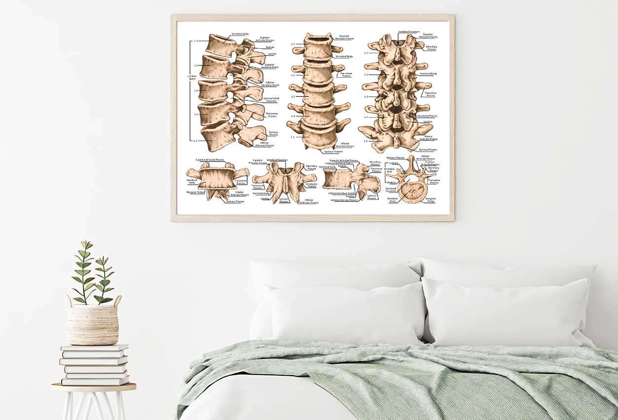 lumbar Spine Structure Human Body Home Decor Premium Quality Poster Print Choose Your Sizes