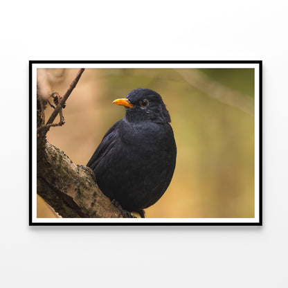 Common Eurasian Blackbird Resting Home Decor Premium Quality Poster Print Choose Your Sizes