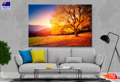 Alone Beech Tree on A Hill Slope with Sunny Wall Art Decor 100% Australian Made