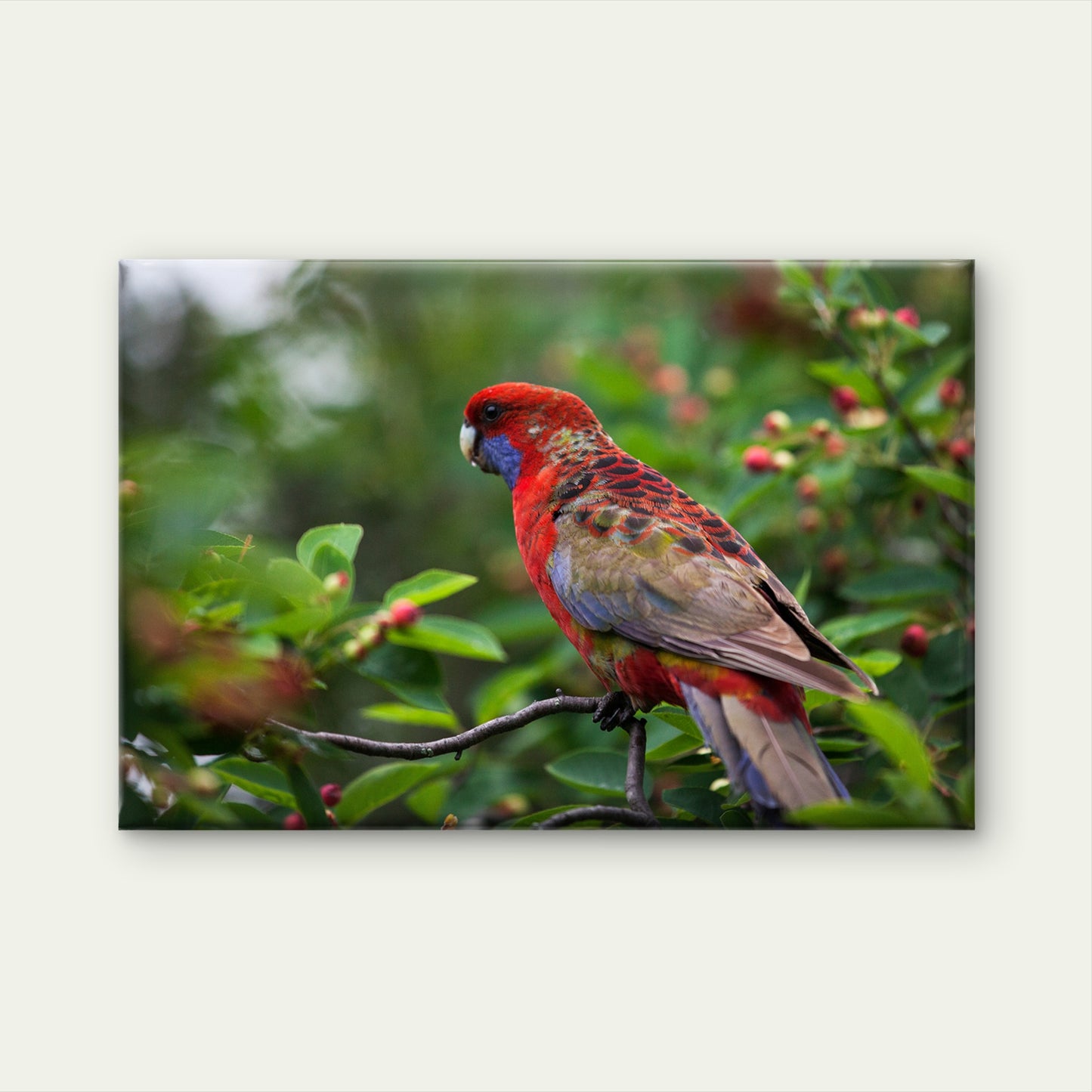 Crimson Rosella on Branch Wall Art Decor 100% Australian Made