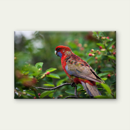 Crimson Rosella on Branch Wall Art Decor 100% Australian Made
