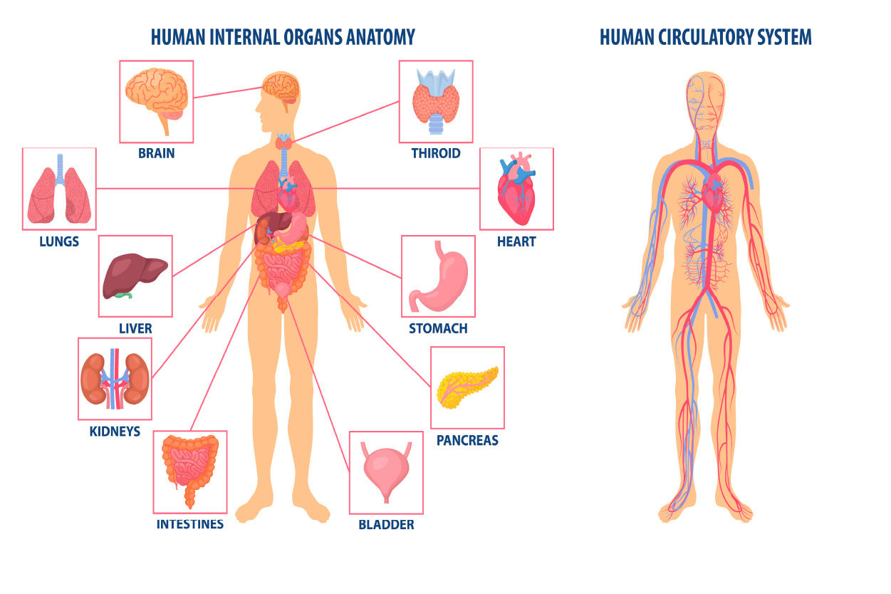 Anatomy Of the Human Body Home Decor Premium Quality Poster Print Choose Your Sizes