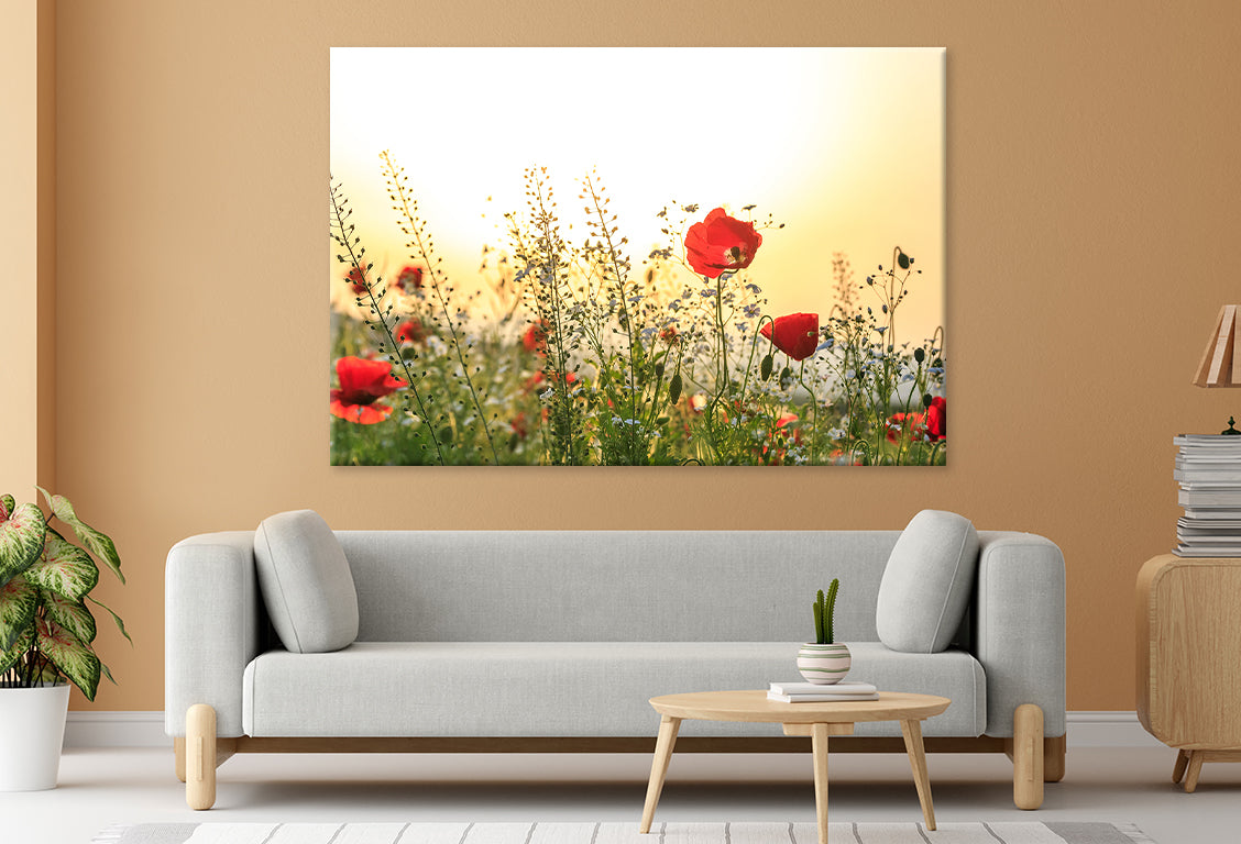 Red Poppy Flowers in Spring Field Wall Art Decor 100% Australian Made