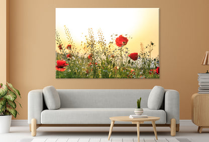 Red Poppy Flowers in Spring Field Wall Art Decor 100% Australian Made