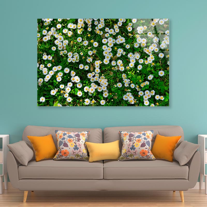 Wild White Daisies Meadow Acrylic Glass Print Tempered Glass Wall Art 100% Made in Australia Ready to Hang