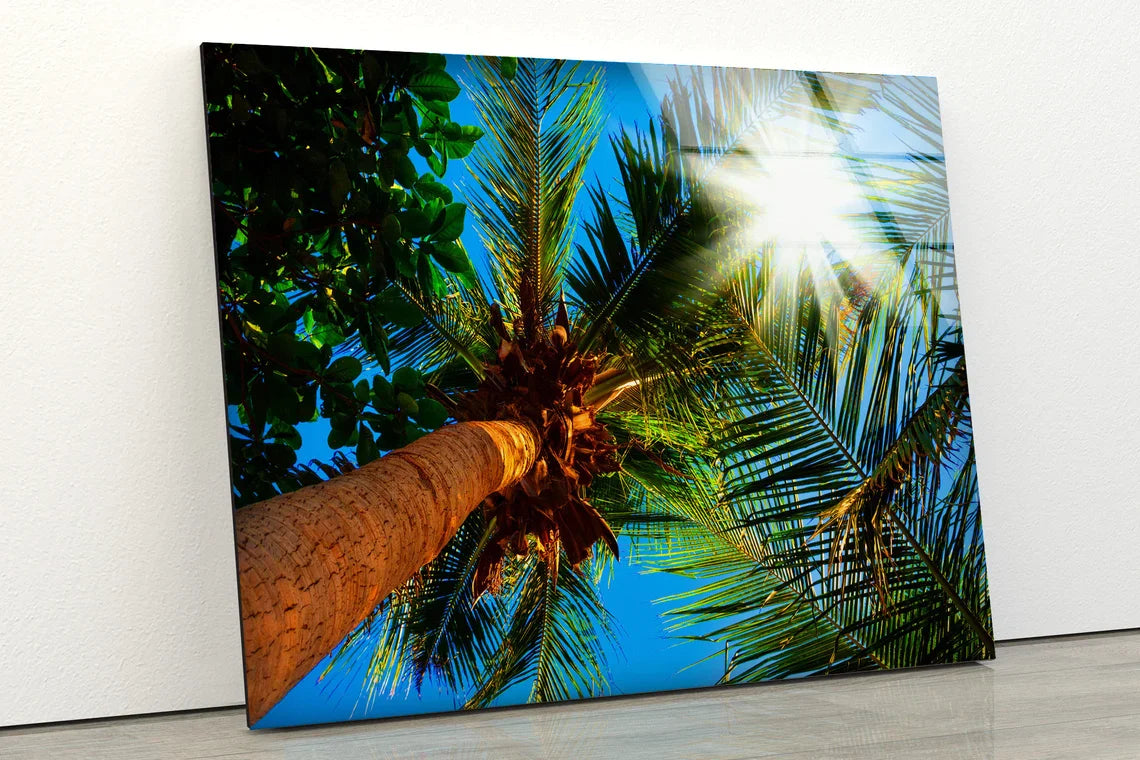 Palm Trees Below View UV Direct Aluminum Print Australian Made Quality