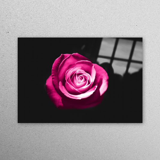 Pink Rose Photography Acrylic Glass Print Tempered Glass Wall Art 100% Made in Australia Ready to Hang