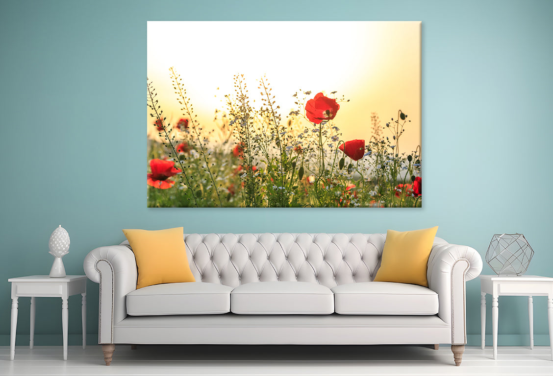 Red Poppy Flowers in Spring Field Wall Art Decor 100% Australian Made