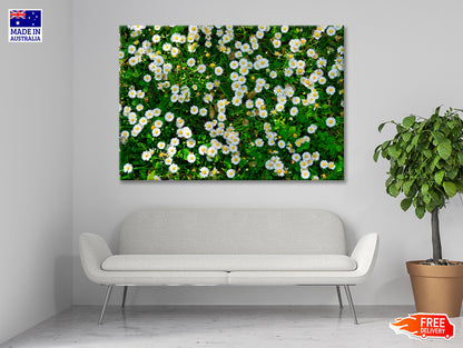 Wild White Daisies Meadow Print 100% Australian Made