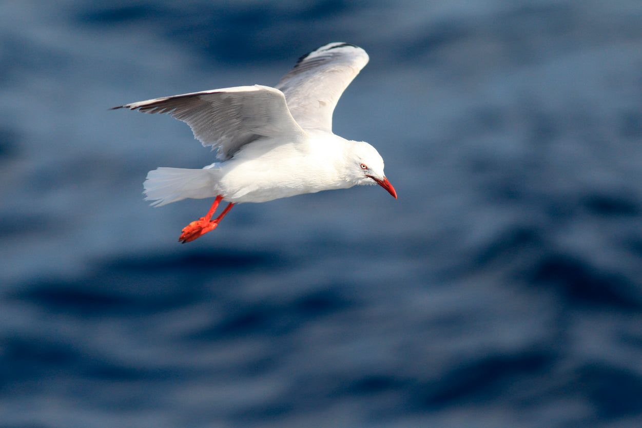 Australian Silver Gull Bird Flying Wall Art Decor 100% Australian Made