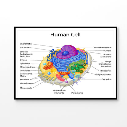 Human Cell Closeup Vector Home Decor Premium Quality Poster Print Choose Your Sizes