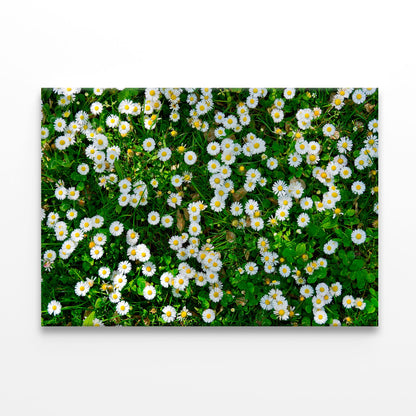 Wild White Daisies Meadow Print 100% Australian Made