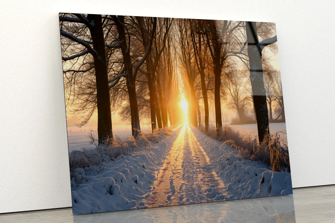 Winter with Tree Alley at Sunset Acrylic Glass Print Tempered Glass Wall Art 100% Made in Australia Ready to Hang