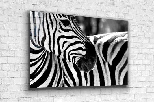 Zebra Face B&W Closeup UV Direct Aluminum Print Australian Made Quality