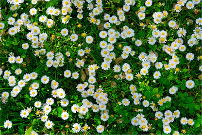 Wild White Daisies Meadow Home Decor Premium Quality Poster Print Choose Your Sizes