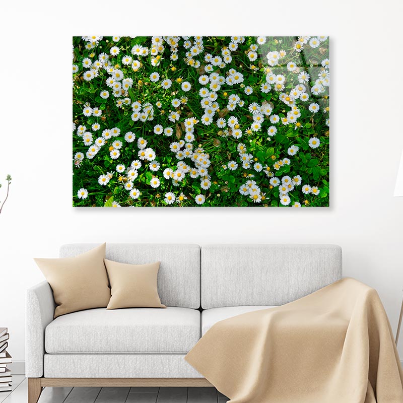 Wild White Daisies Meadow Acrylic Glass Print Tempered Glass Wall Art 100% Made in Australia Ready to Hang