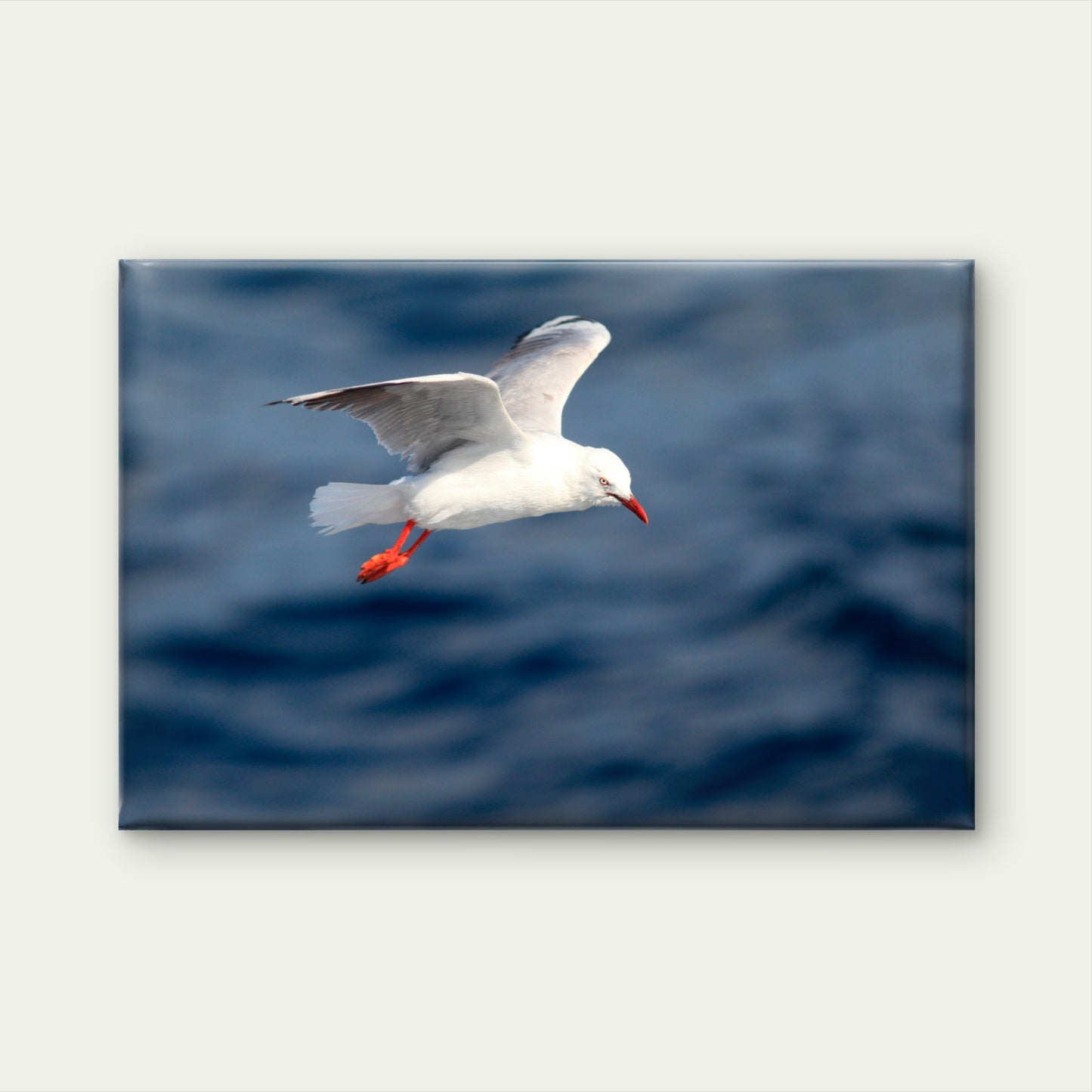 Australian Silver Gull Bird Flying Wall Art Decor 100% Australian Made