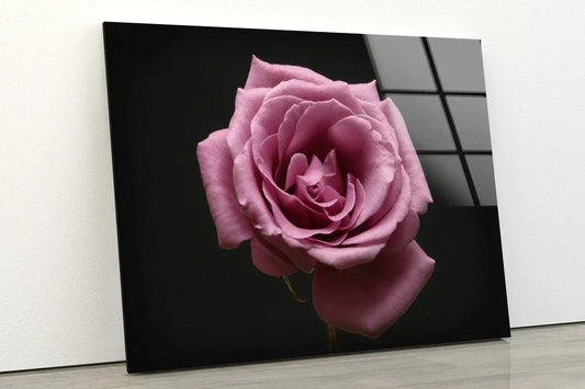 Pink Rose Flower View UV Direct Aluminum Print Australian Made Quality