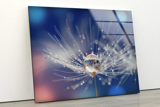 Water Drops Dandelion UV Direct Aluminum Print Australian Made Quality