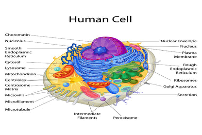 Human Cell Closeup Vector Home Decor Premium Quality Poster Print Choose Your Sizes