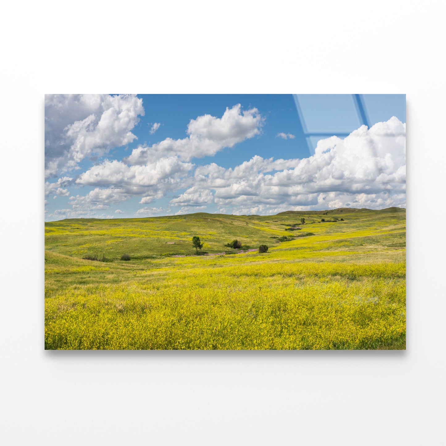 View of a Field Of Yellow Flowers under a Cloudy Sky Acrylic Glass Print Tempered Glass Wall Art 100% Made in Australia Ready to Hang