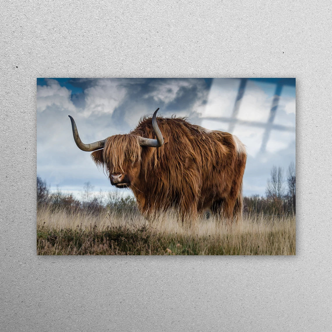 Horned Wild Bull Acrylic Glass Print Tempered Glass Wall Art 100% Made in Australia Ready to Hang