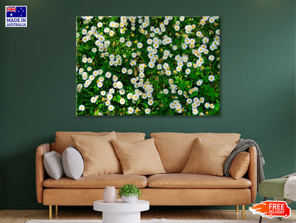 Wild White Daisies Meadow Print 100% Australian Made