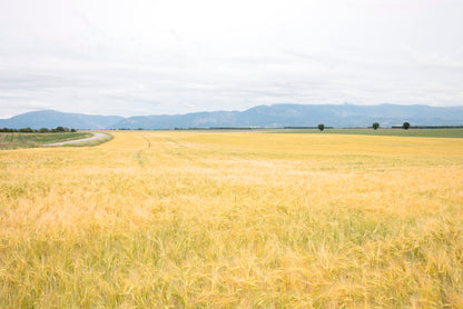 Green Meadows with Mountains Home Decor Premium Quality Poster Print Choose Your Sizes