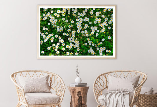 Wild White Daisies Meadow Home Decor Premium Quality Poster Print Choose Your Sizes