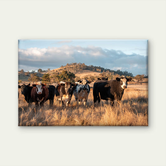 Australian Farm Cattle at Sunset Wall Art Decor 100% Australian Made