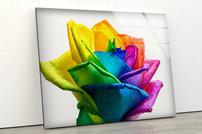 Multicolor Rose Flower UV Direct Aluminum Print Australian Made Quality