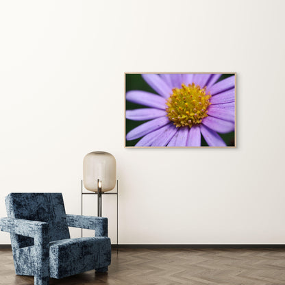 Australian Native Brachyscome Daisy Wall Art Decor 100% Australian Made